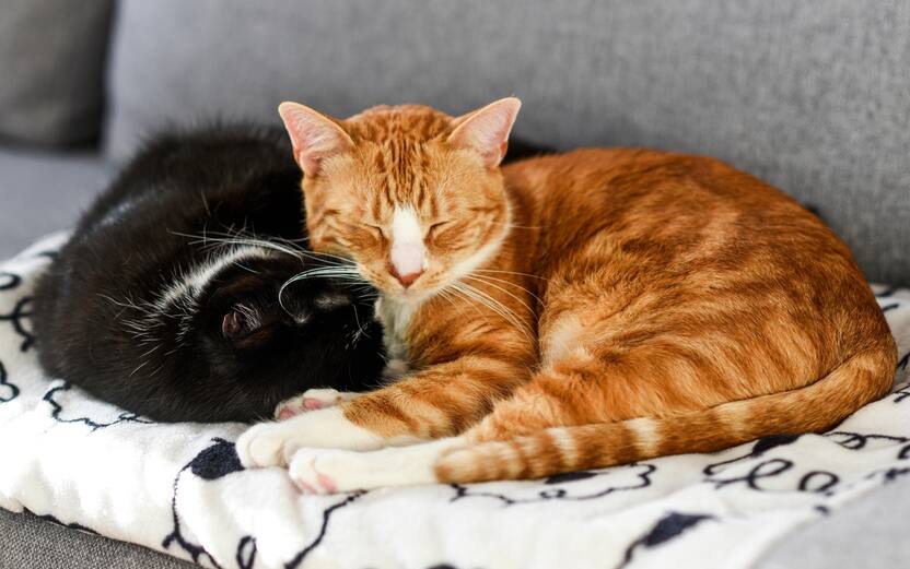 Two cats sleeping and cuddling on the sofa at home.