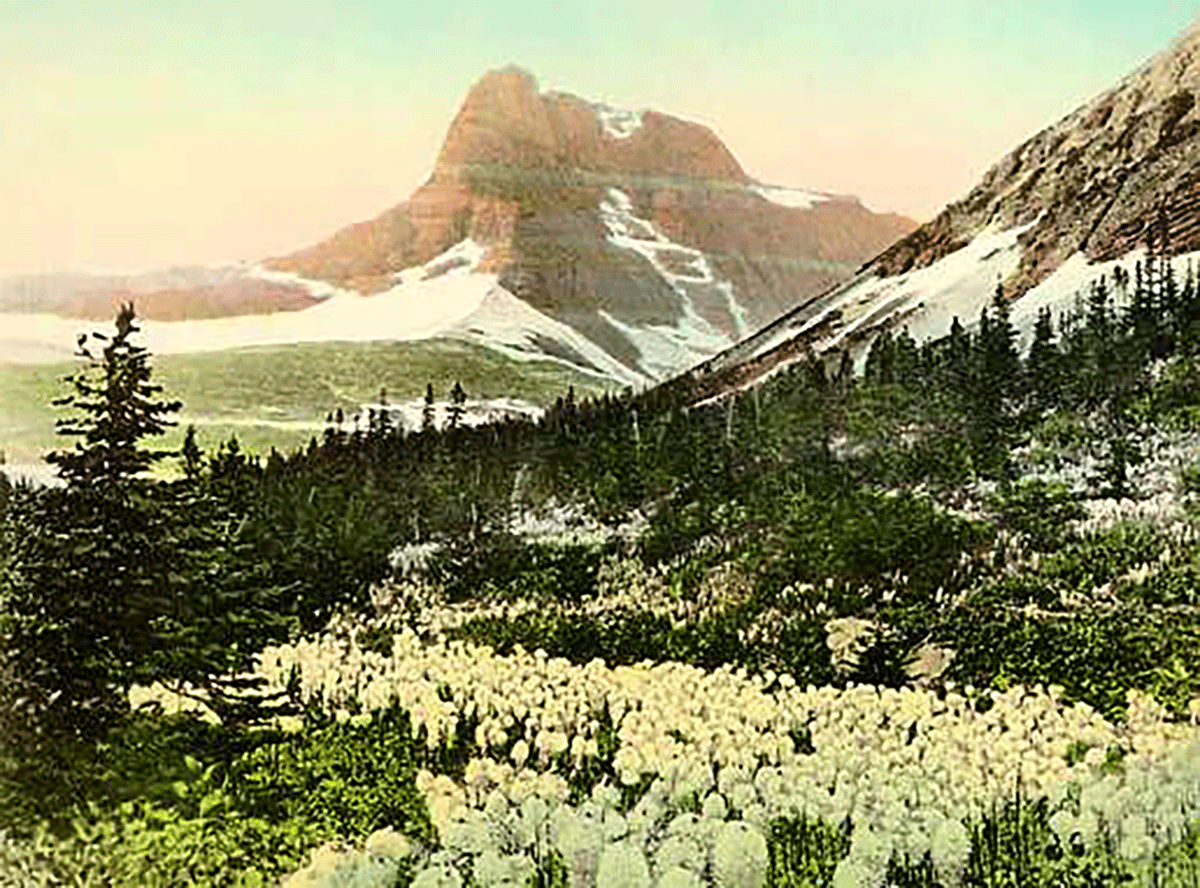 A watercolor painting showing white blooms in the foreground and a granite peaked mountain in the background. 