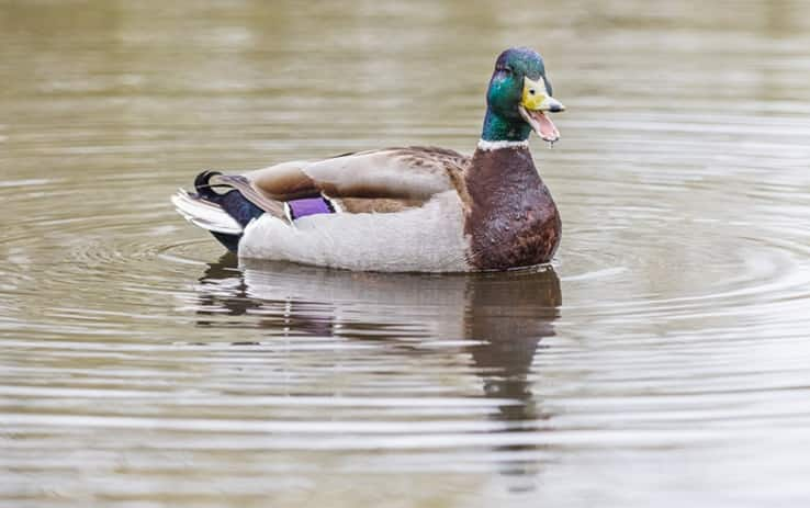 Close up of a Mallard duck quacking whilst on the water surrounded by circular ripples.