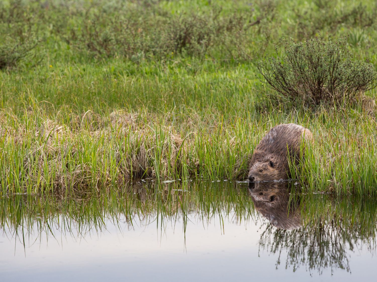 A beaver drinks water at a pond surrounded by a grassy meadow. 