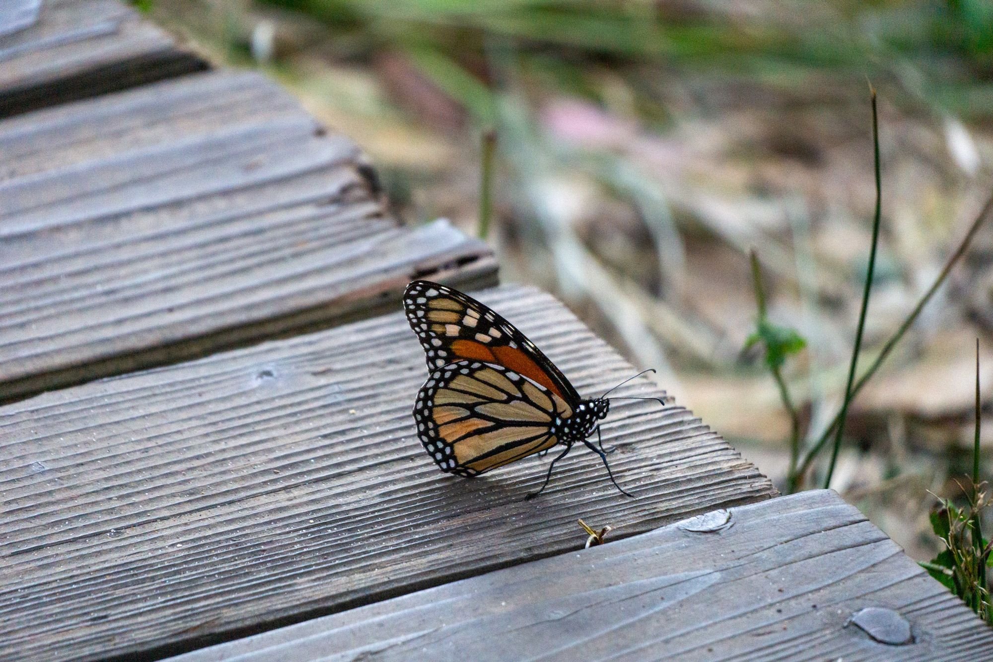 A monarch butterfly sitting on a boardwalk. 
