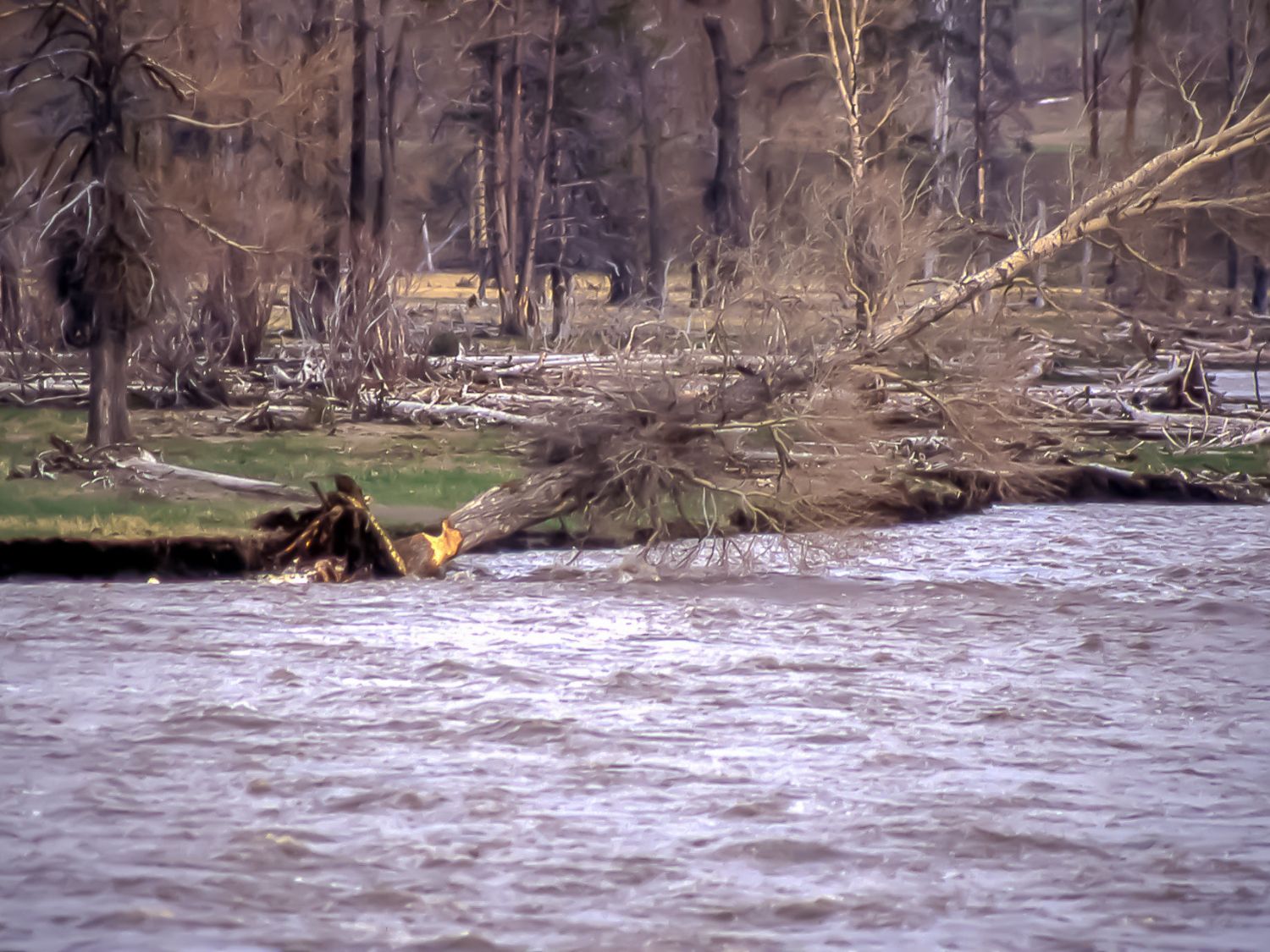 A cottonwood tree that has been gnawed on by a beaver leans over a river.