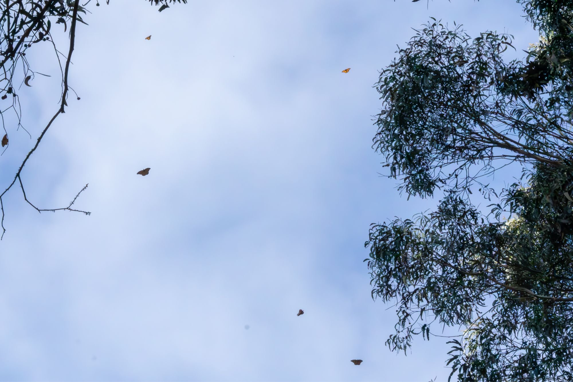 A view up in to the sky with monarch butterflies flying and tree branches off to the side.
