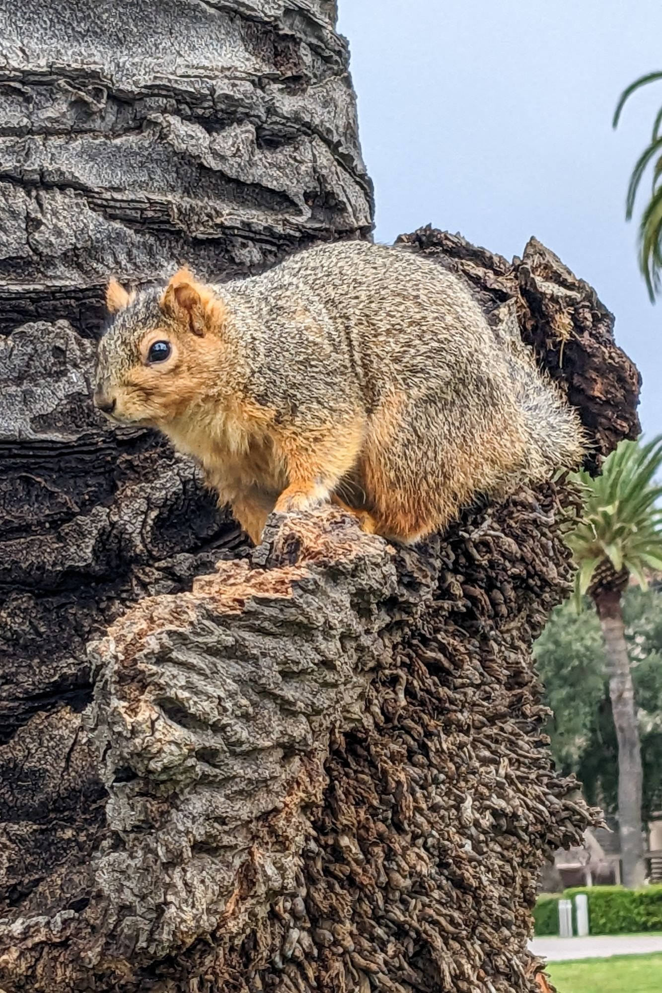 A brown and tan squirrel sits on the base of a palm tree.