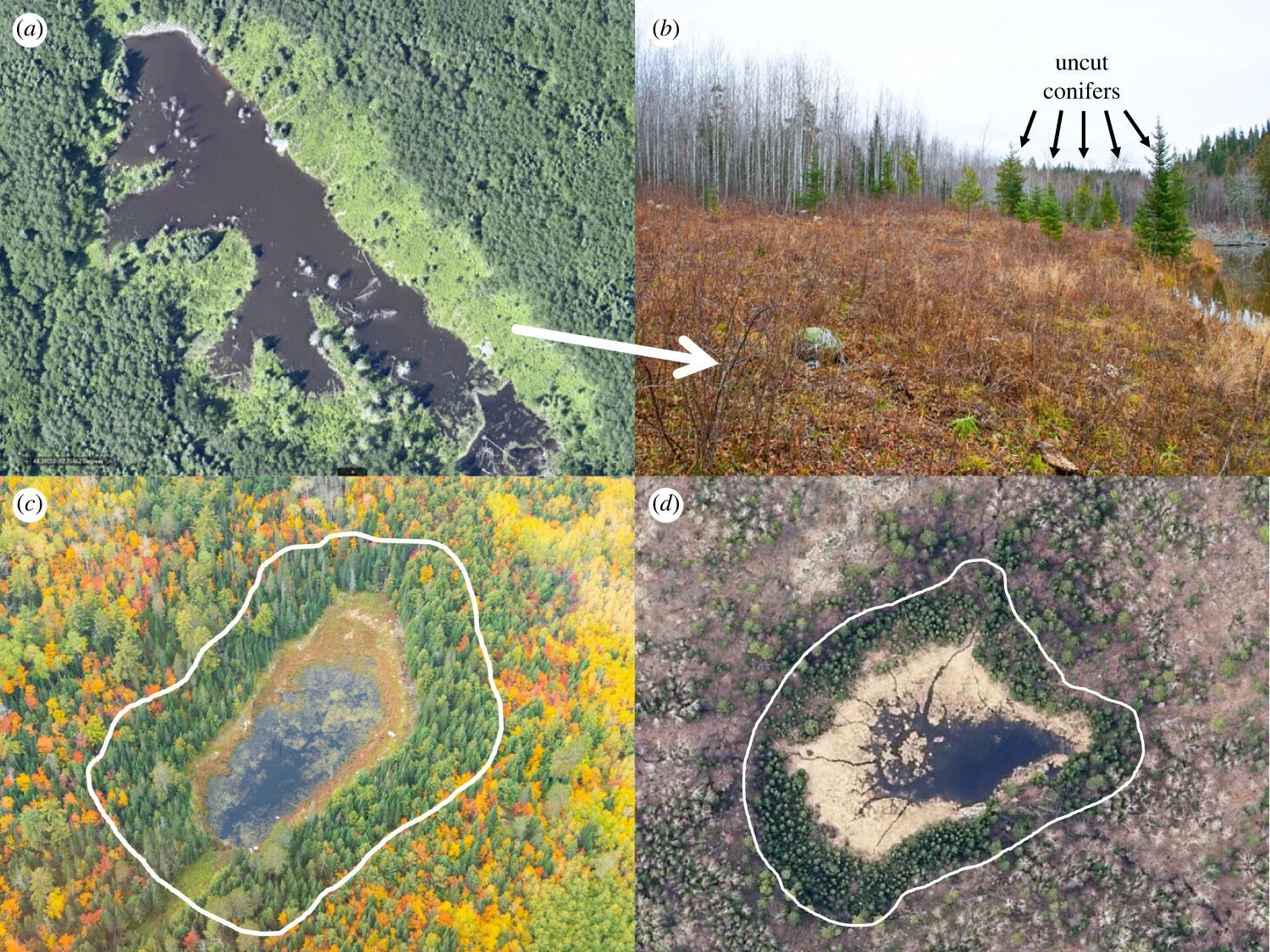 A series of three area photos and one landscape photo showing the change in tree species types around pond as the result of selective logging by beavers.