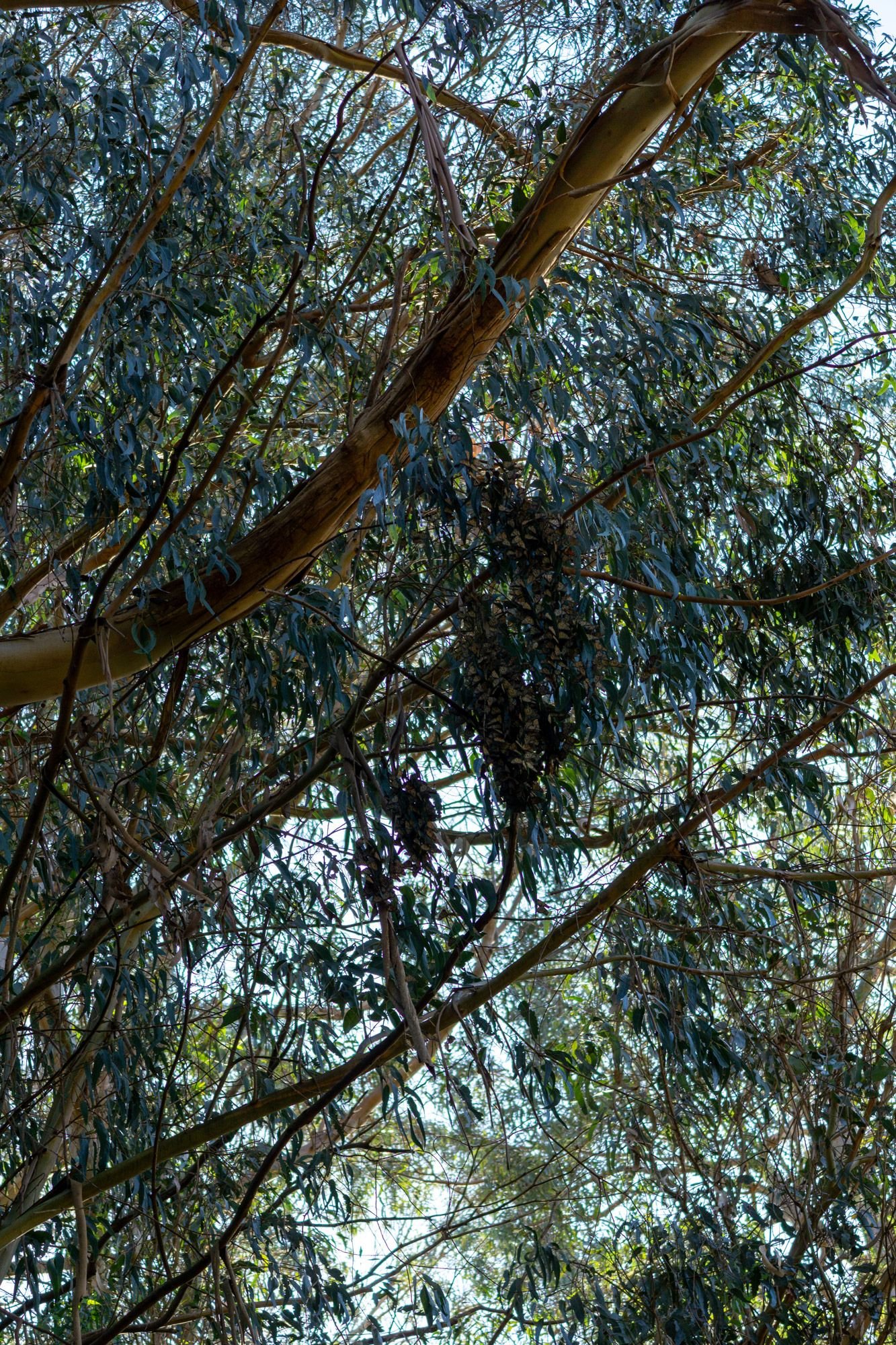 A view of Eucalyptus with clusters of monarch butterflies.