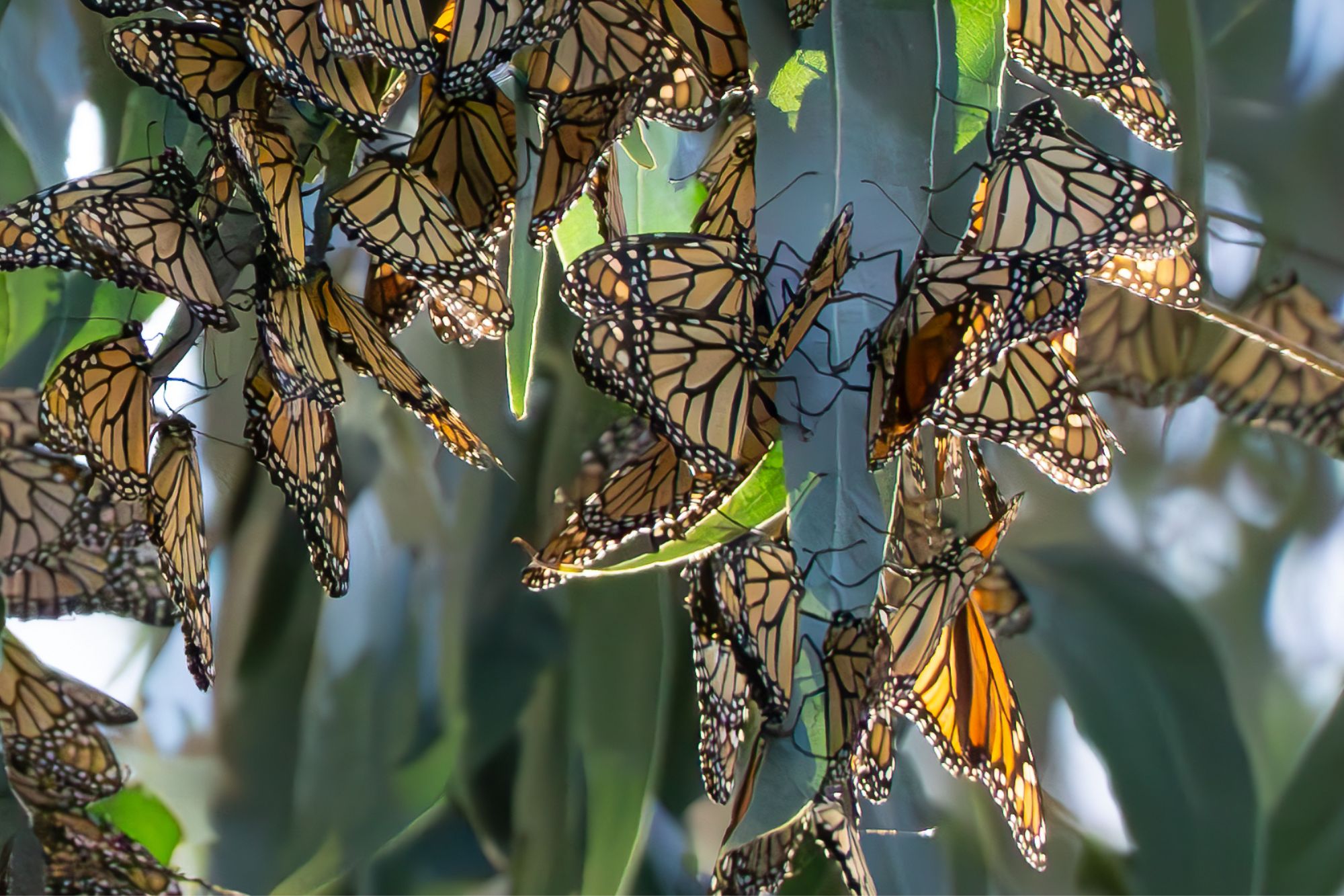 A cropped closeup view of the monarch butterflies.