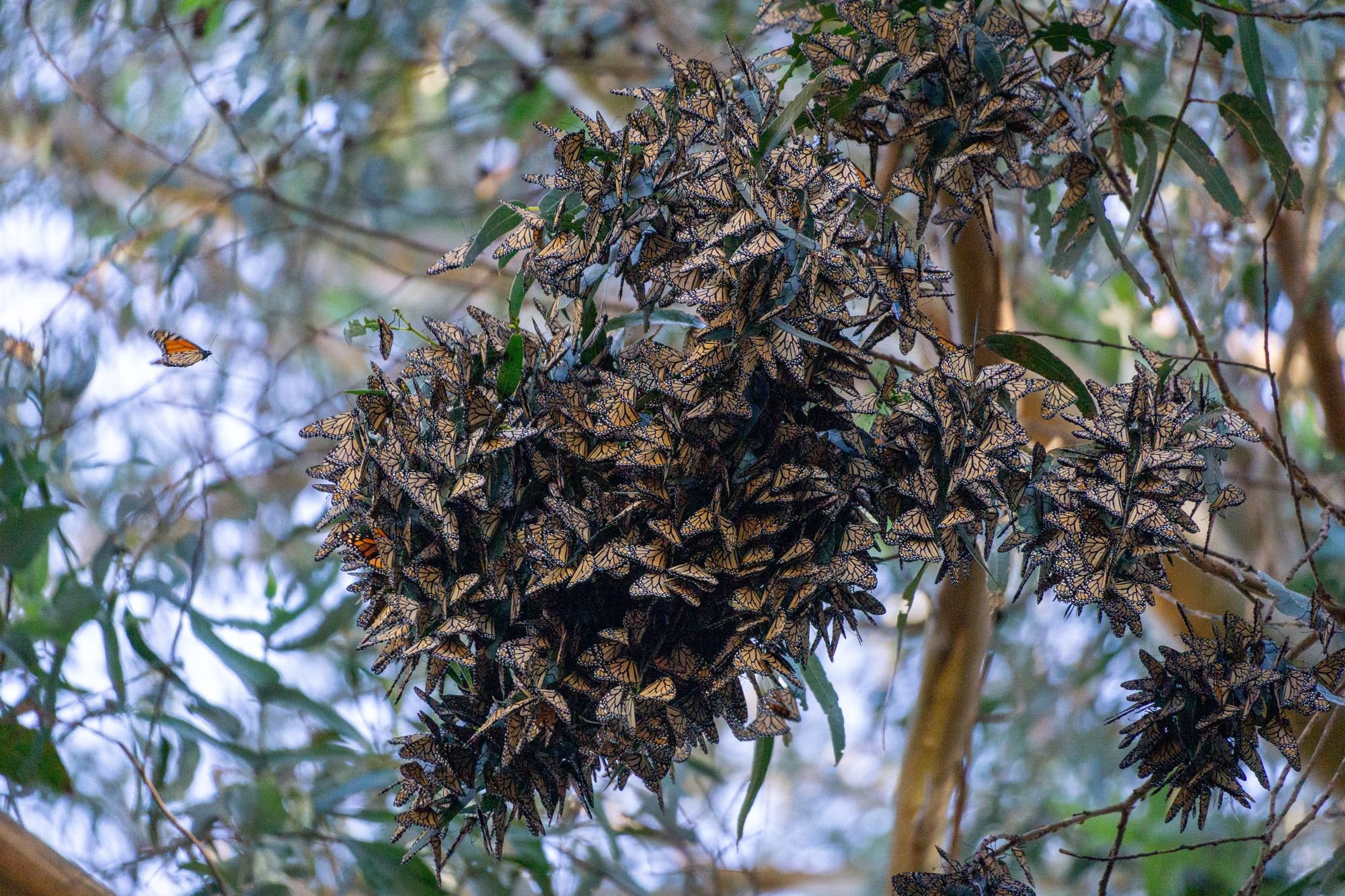 A close up of a cluster of monarch butterflies in the trees.