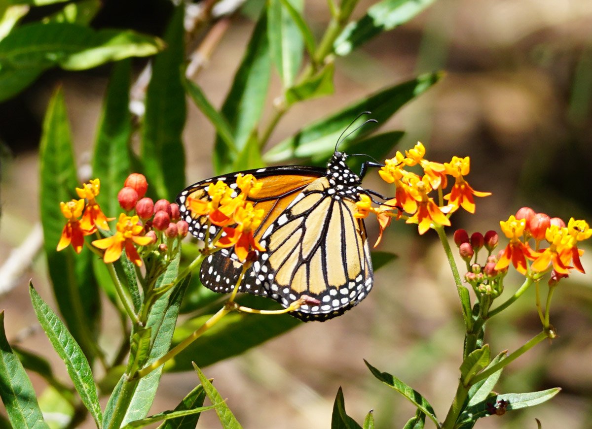 A Monarch butterfly on a milkweed plant.