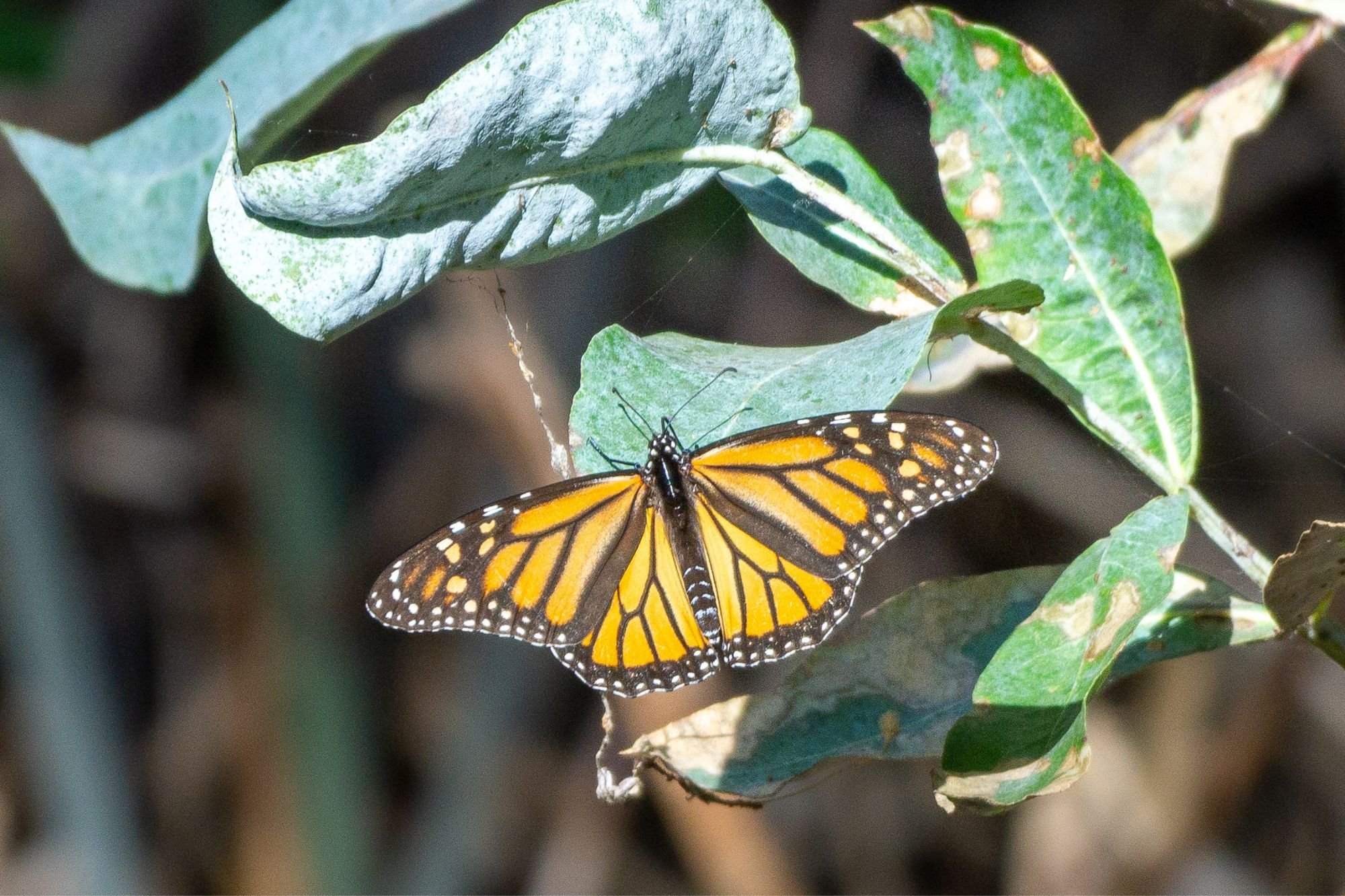 A monarch butterfly with its wings full spread out in the sun.