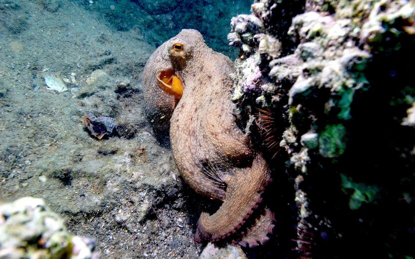 Polpo comune (Octopus vulgaris) pronto alla predazione (Taranto - 2022-11-10, Claudio Sisto/Morelli) p.s. la foto e' utilizzabile nel rispetto del contesto in cui e' stata scattata, e senza intento diffamatorio del decoro delle persone rappresentate