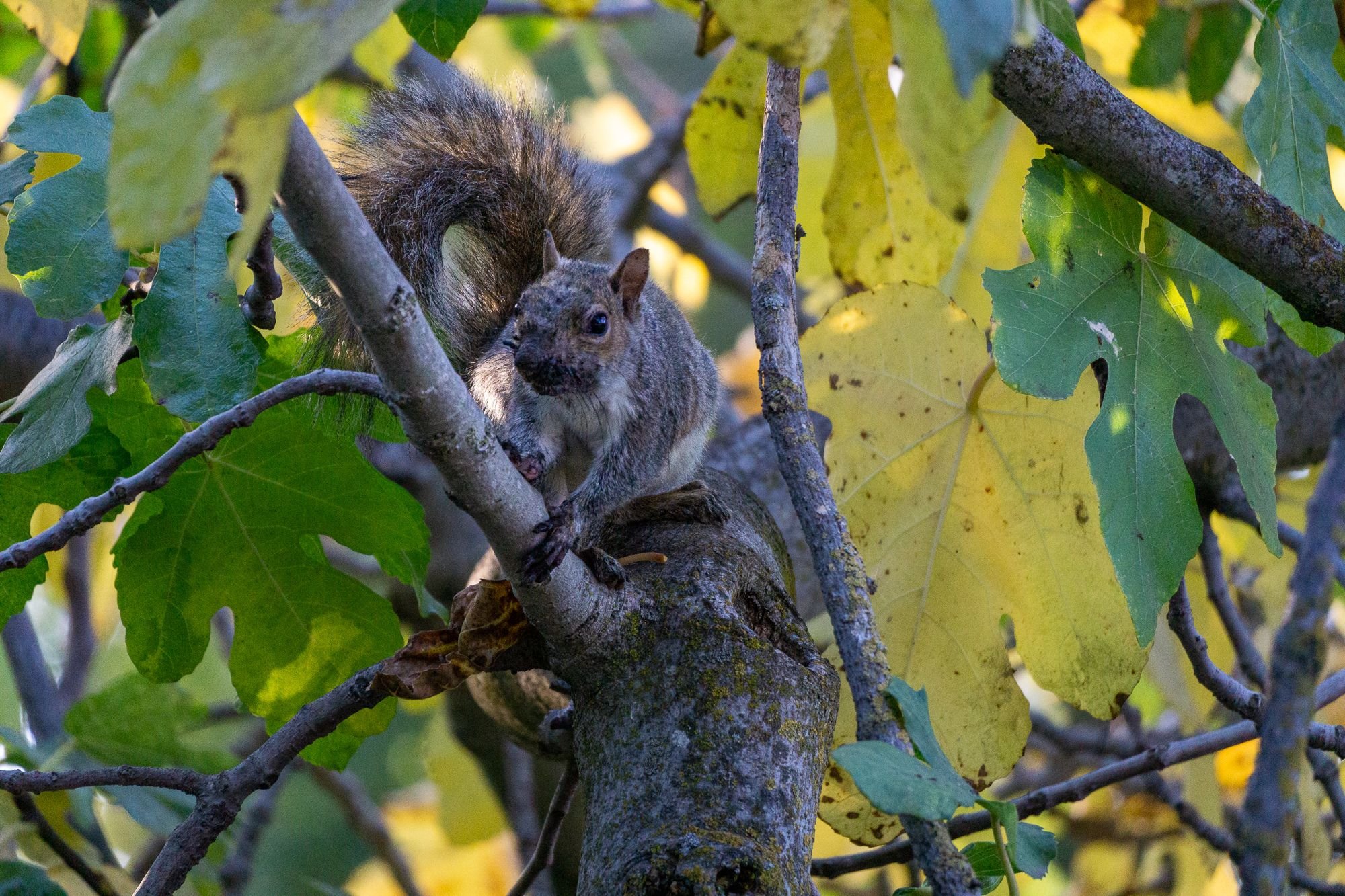 A gray squirrel on a branch in a tree.
