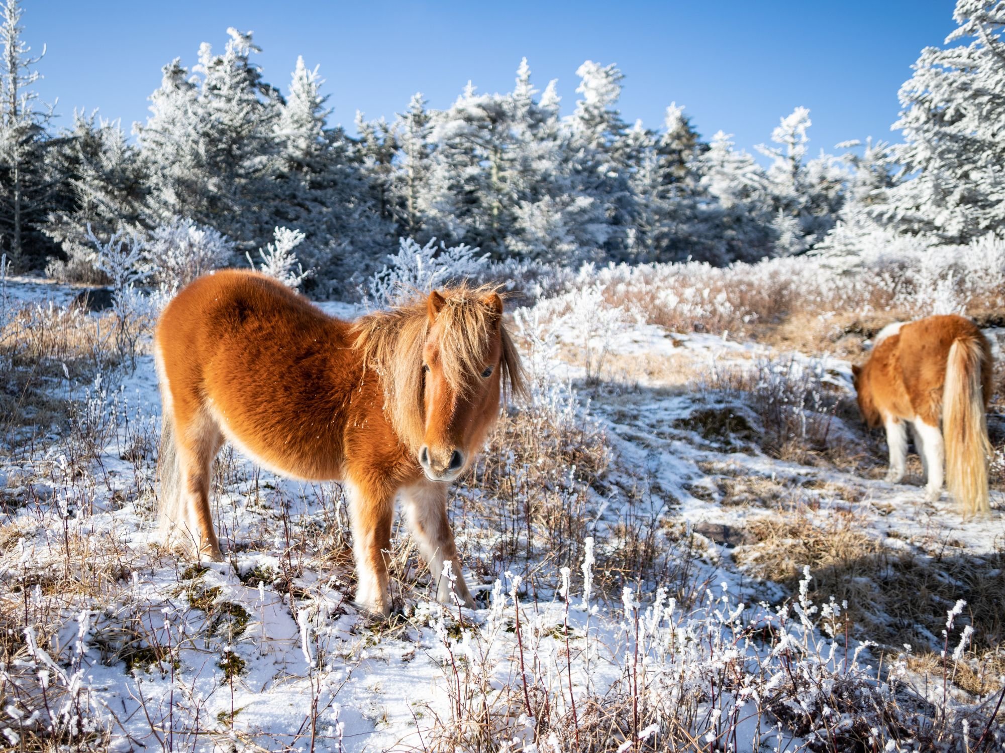 Two sorrel ponies with winter coats stand on a snow dusted ground on a sunny day.