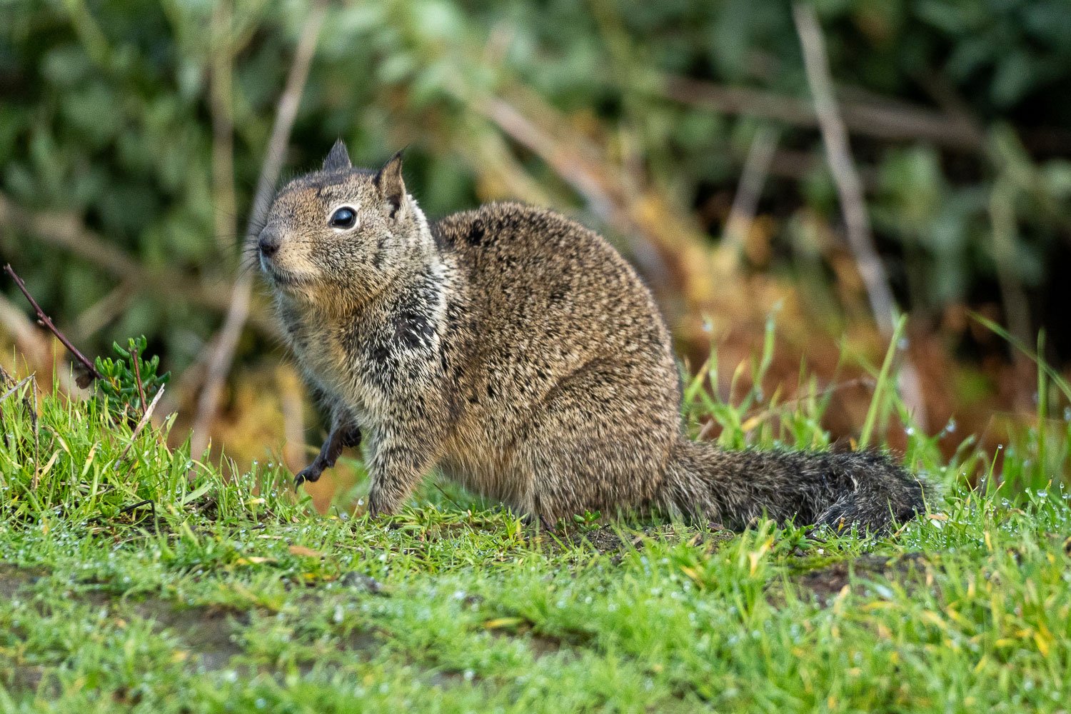 A ground squirrel sits in a grassy area with a shrub hind it.