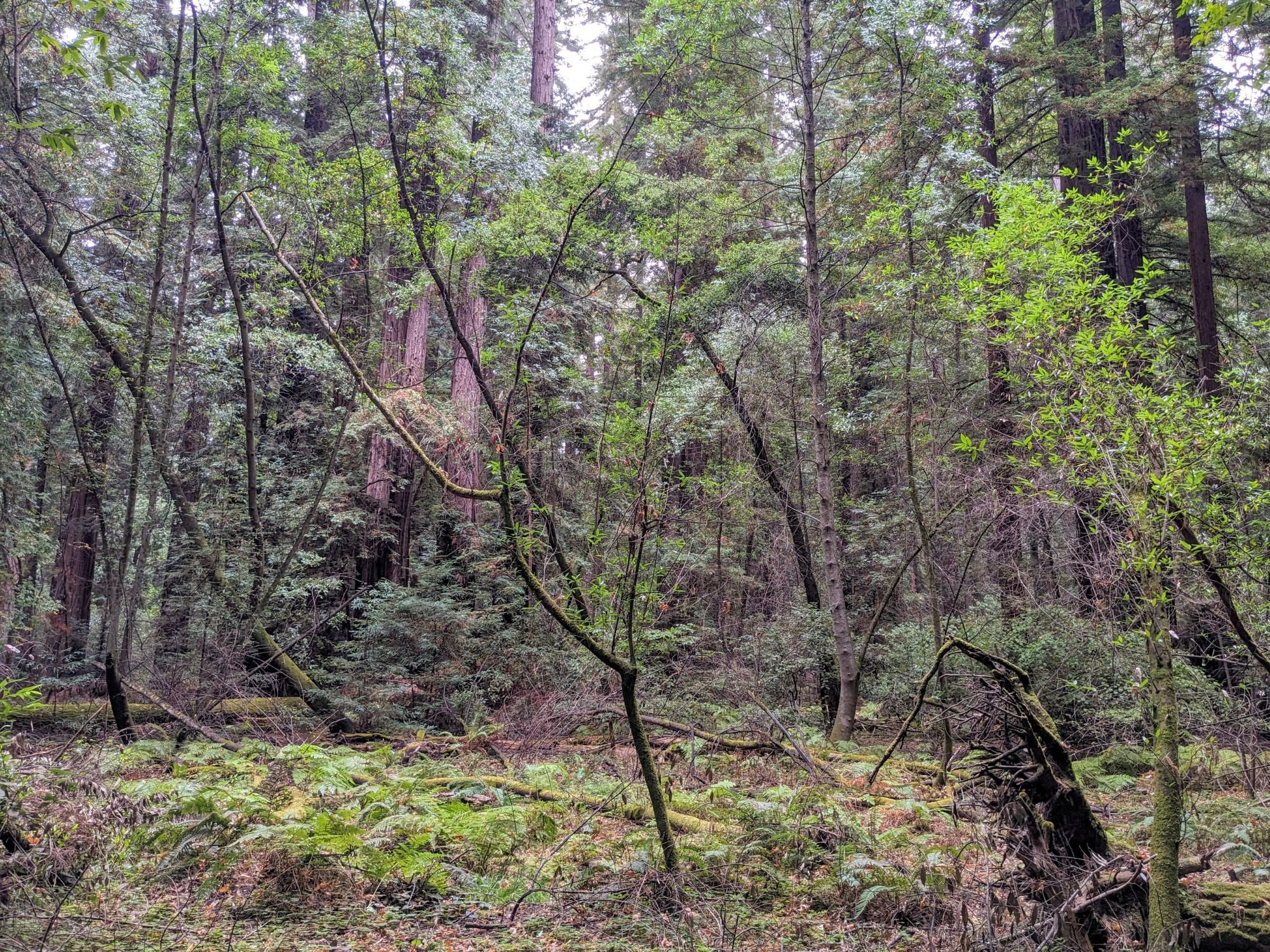 A view of the lower forest canopy and floor in a redwood forest.