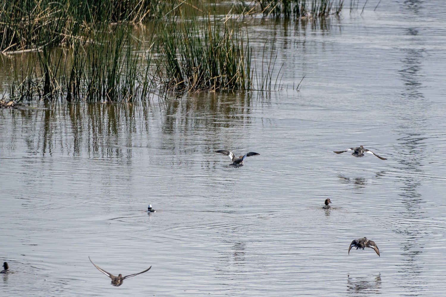 Some dark colored ducks in the water and flying near some marshes. 