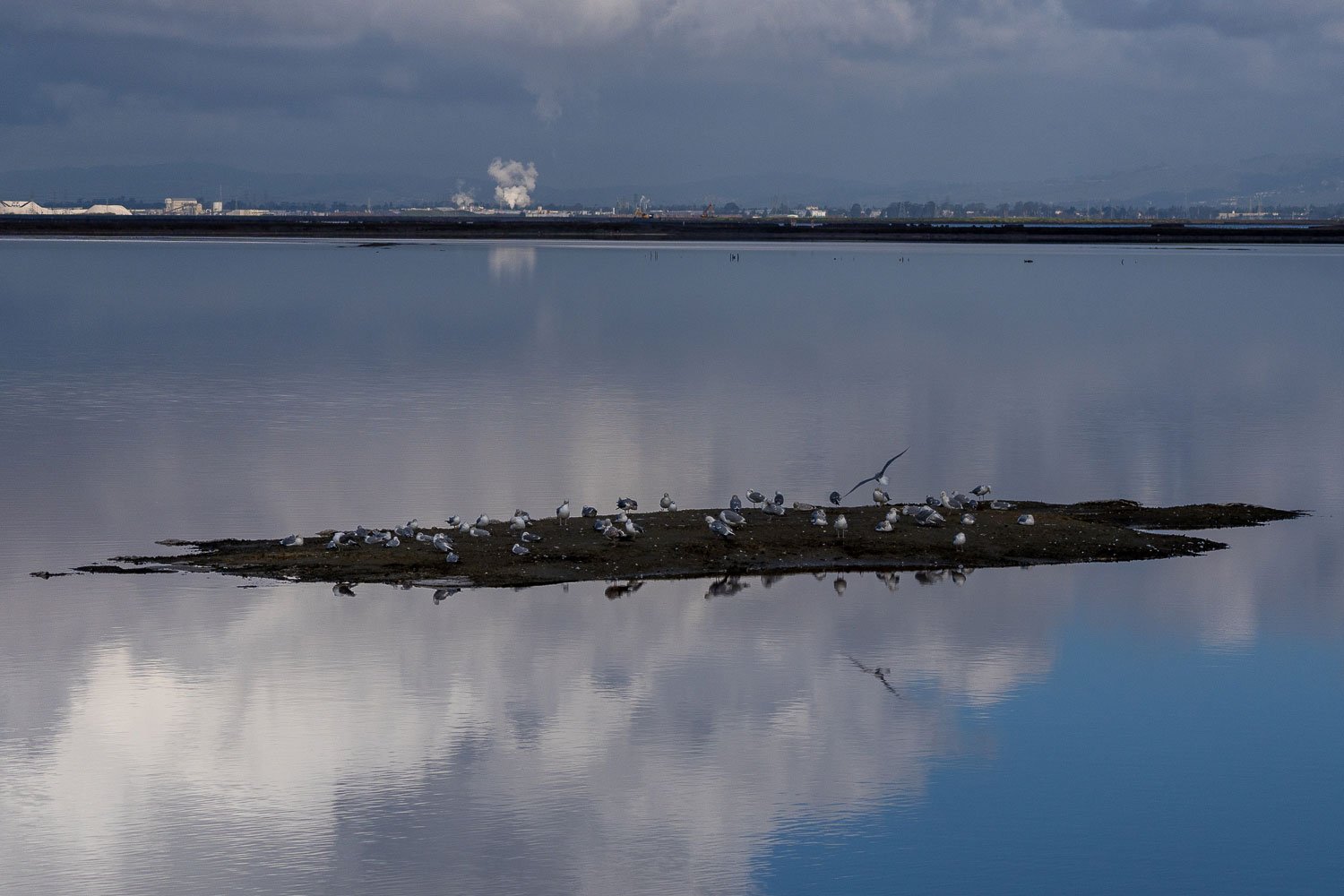 A mud flat in the middle of a salt pond with gulls and the clouds from the bright blue sky reflecting on the waters.