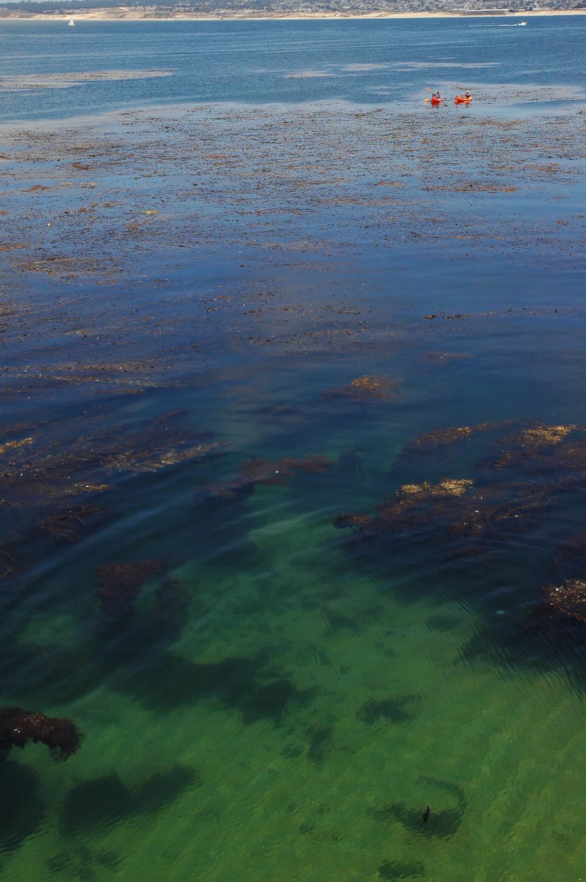  Kelp seen in Monterey Bay, California.