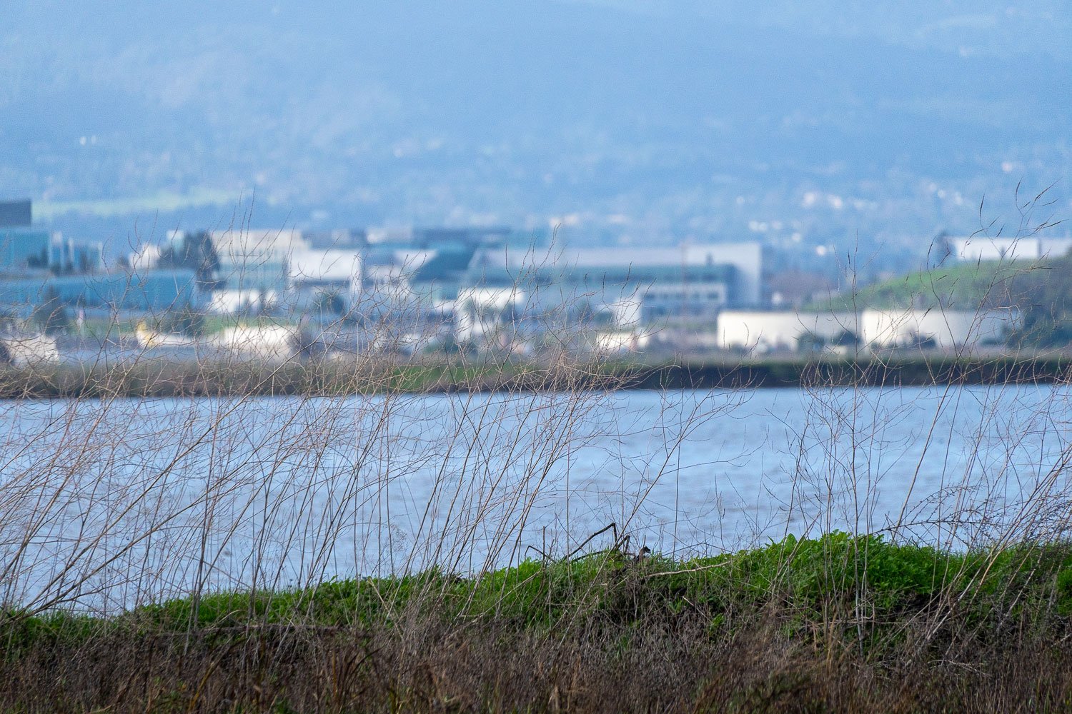 A view from a marshland of office buildings on the other side of the water.