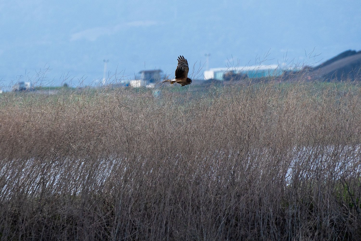 A harrier swoops over the dried reeds of a marsh.