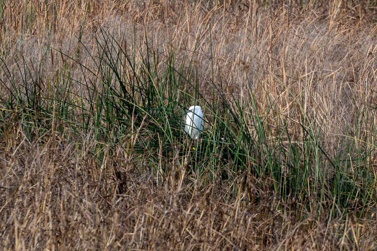 An all white egret sits among the green and brown reeds of a salt marsh. 