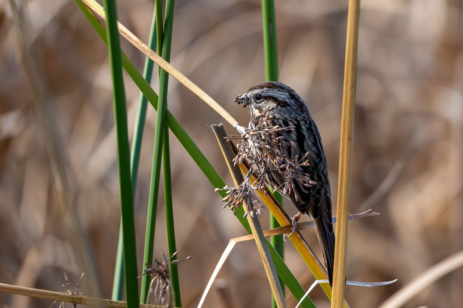 A small sparrow clings to a reed.