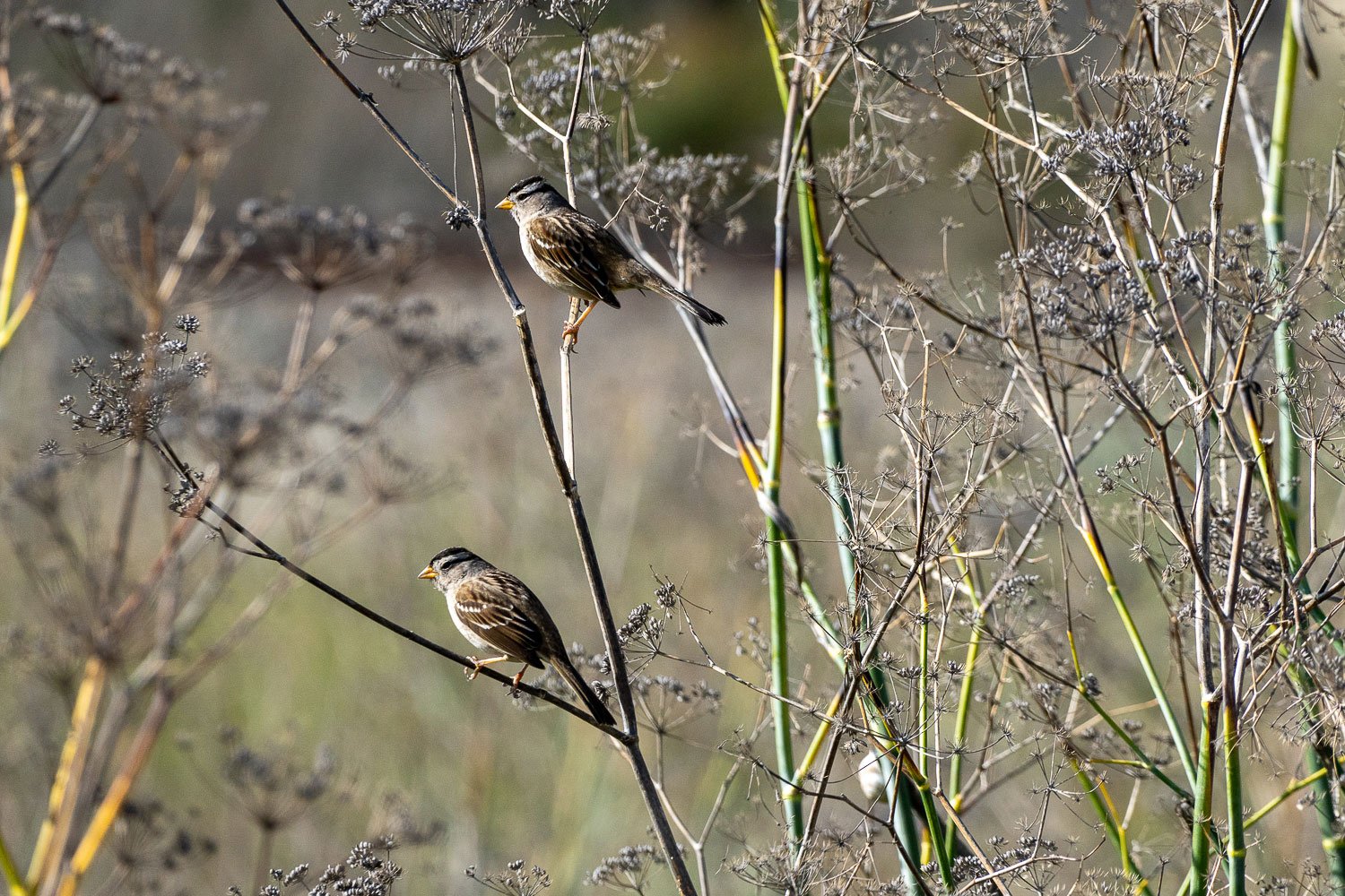 A pair of white crowns sparrows perch on reeds.