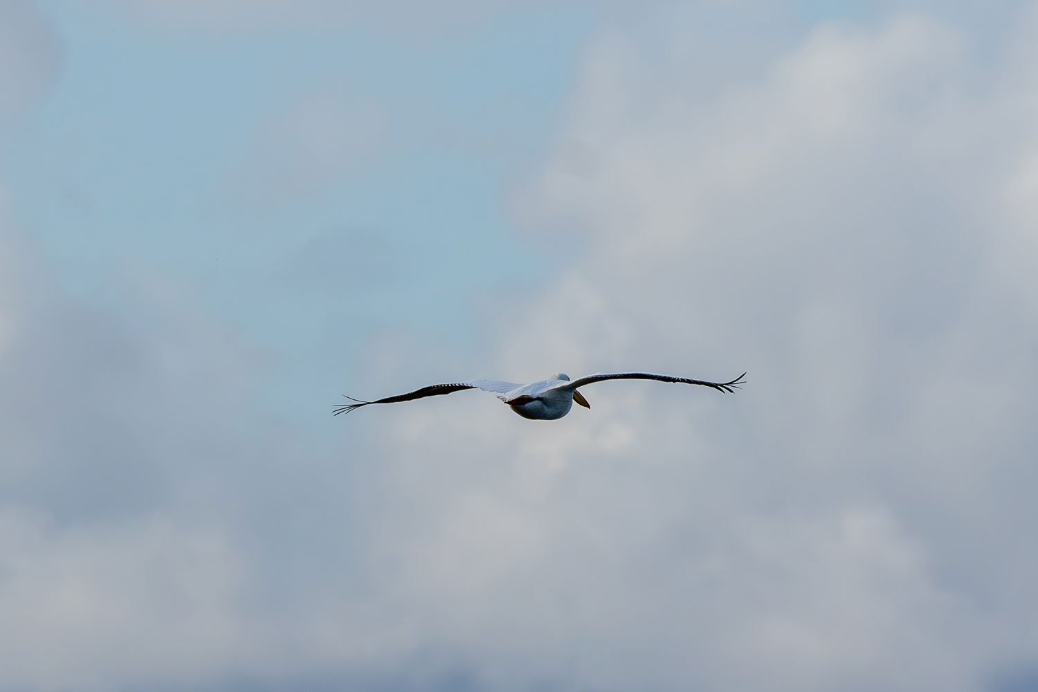 A white pelican flying in the cloudy blue sky.