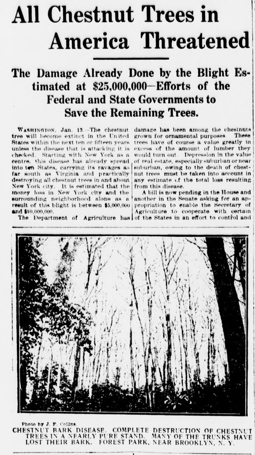 A clipping from a news article from 1912 about the American chestnut blight.