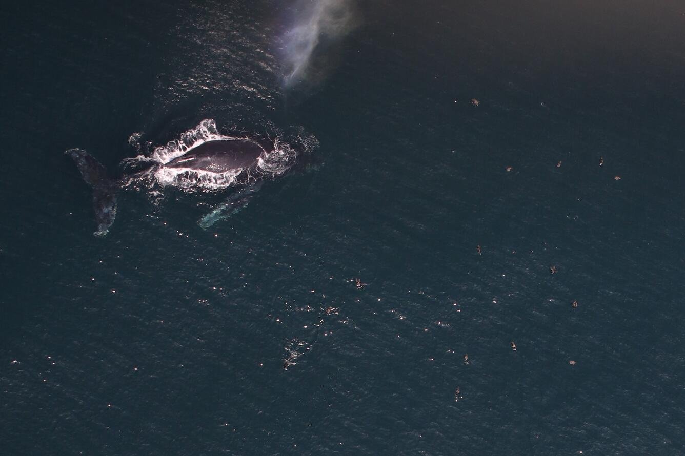 An aerial view of a humpback whale and shearwater in the Pacific Ocean. 