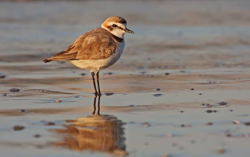 A kentish plover spent the whole day hidden in a sand hole awaiting the sunset, when the beach is empty, and now it's ready to go on the water's edge to hunt.