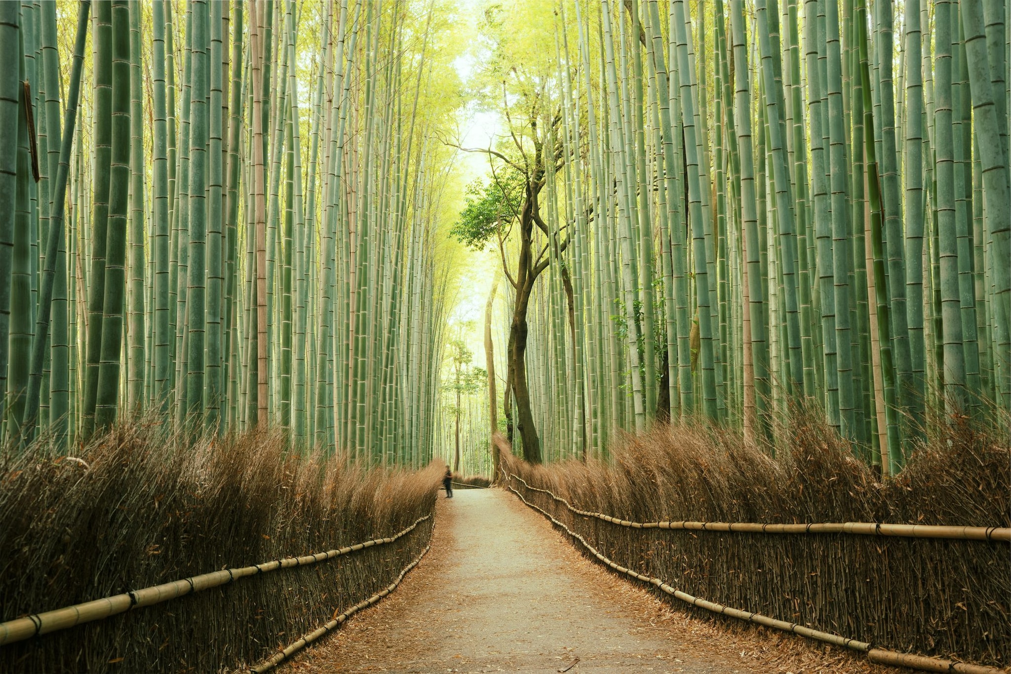 La foresta di bambù ad Arashiyama