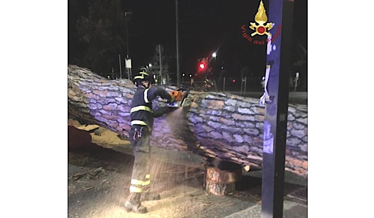 albero caduto a Genova