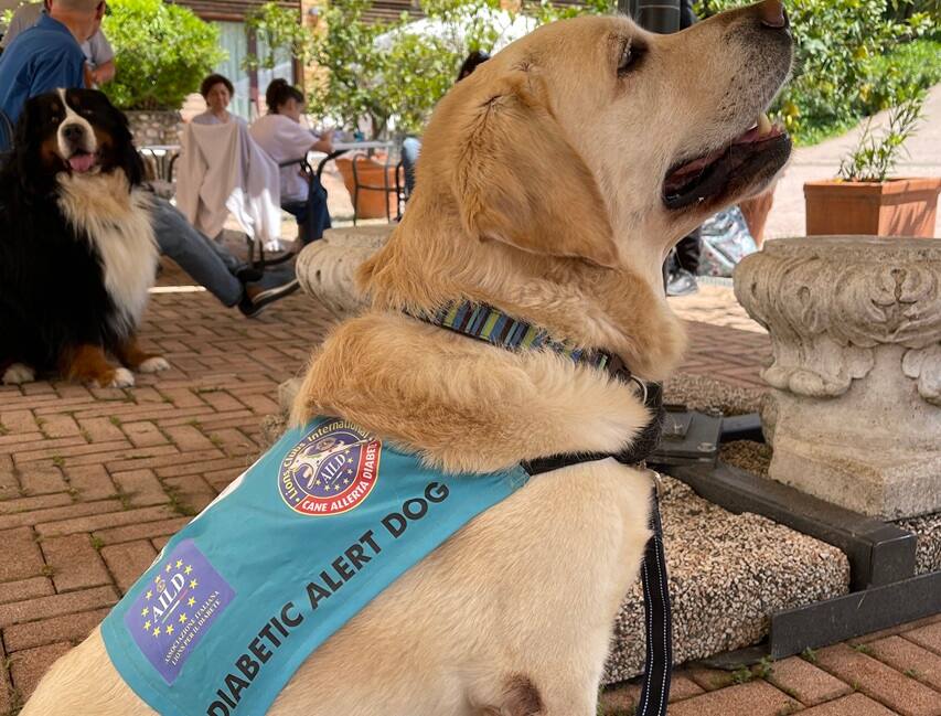 Cesare, cane allerta diabete.