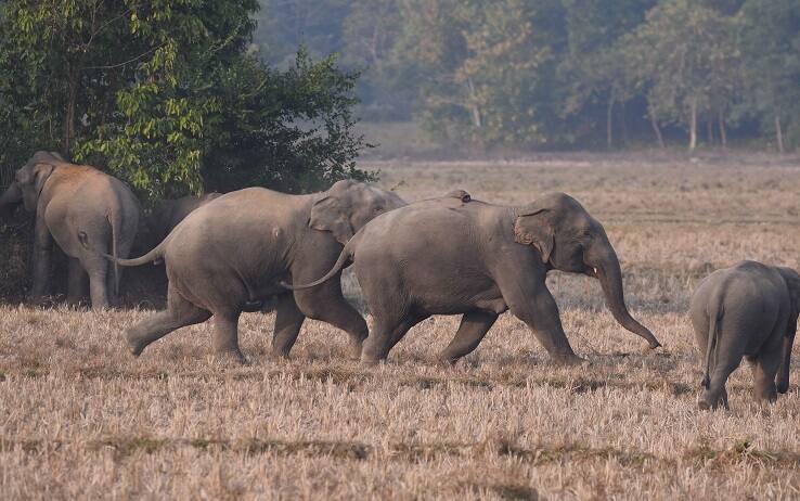 A herd of wild elephants gathers near a field in search of food at a village in Nagaon district, in the northeastern state of Assam, India on Dec 30,2022. (Photo by Anuwar Hazarika/NurPhoto via Getty Images)