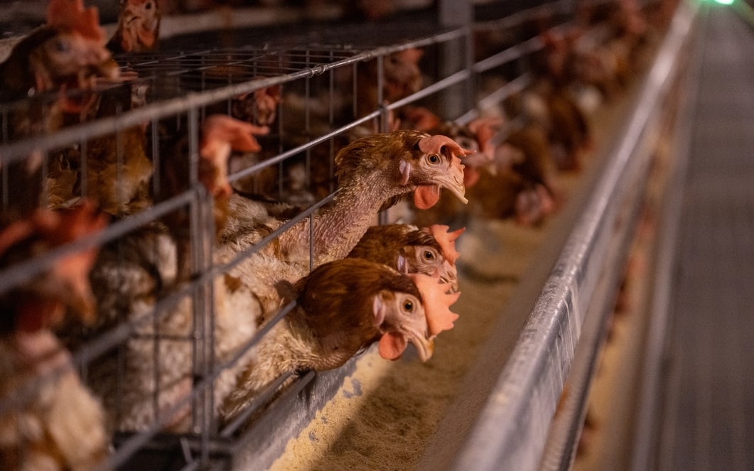 Intelligent breeding farm for laying hens