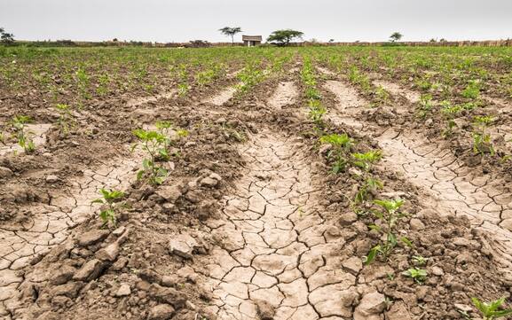 Meki Batu, Ethiopia - Young pepper plants growing in a dry cracked field at the Fruit and Vegetable Growers Cooperative in Meki Batu.