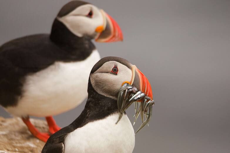 Puffin di Rodrigo A. Martinez Catalan