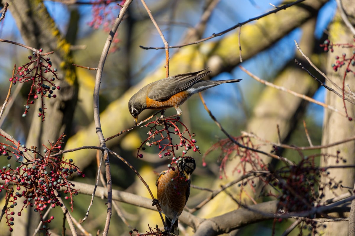 A pair of American robins eating red berries on a tree.