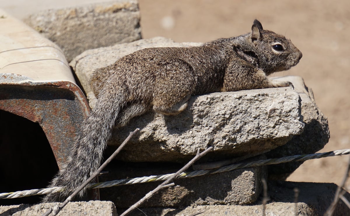 A ground squirrel sunbathing on a slab of concrete.