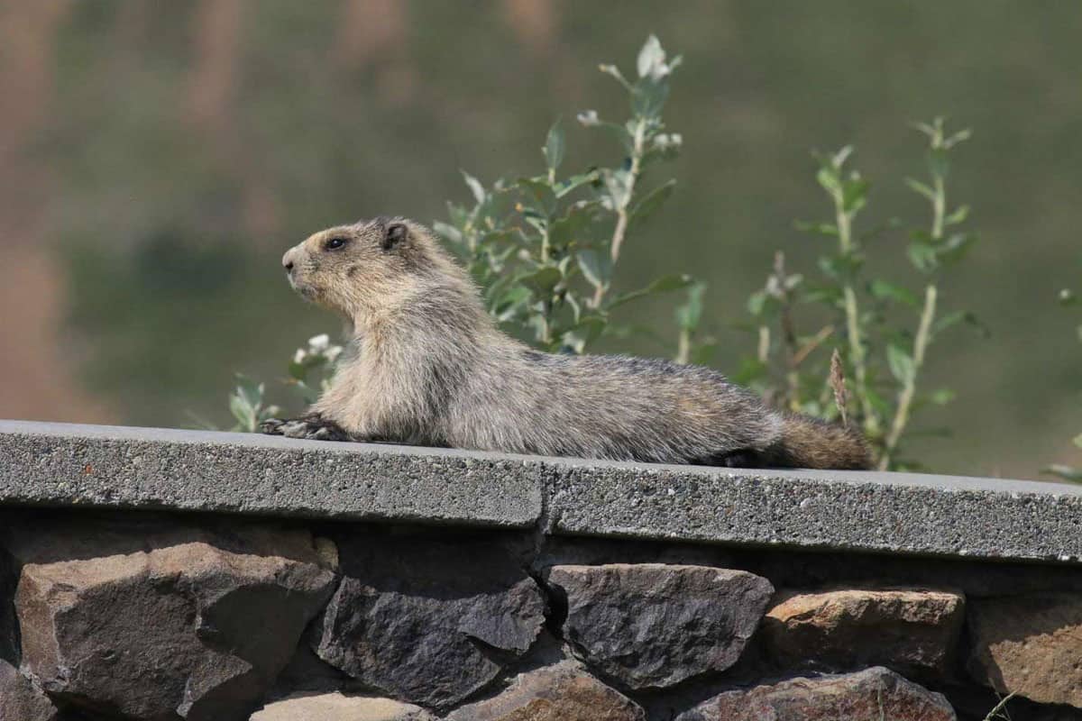 A hoary marmot relaxing during a sunny day on a rock ledge by the Eielson Visitor Center in Denali National Park, AK.