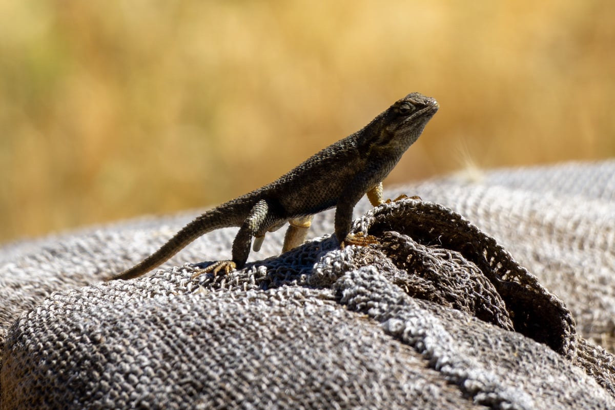 A lizard on a burlap sack against a blurry amber background of dried grass on a sunny day.