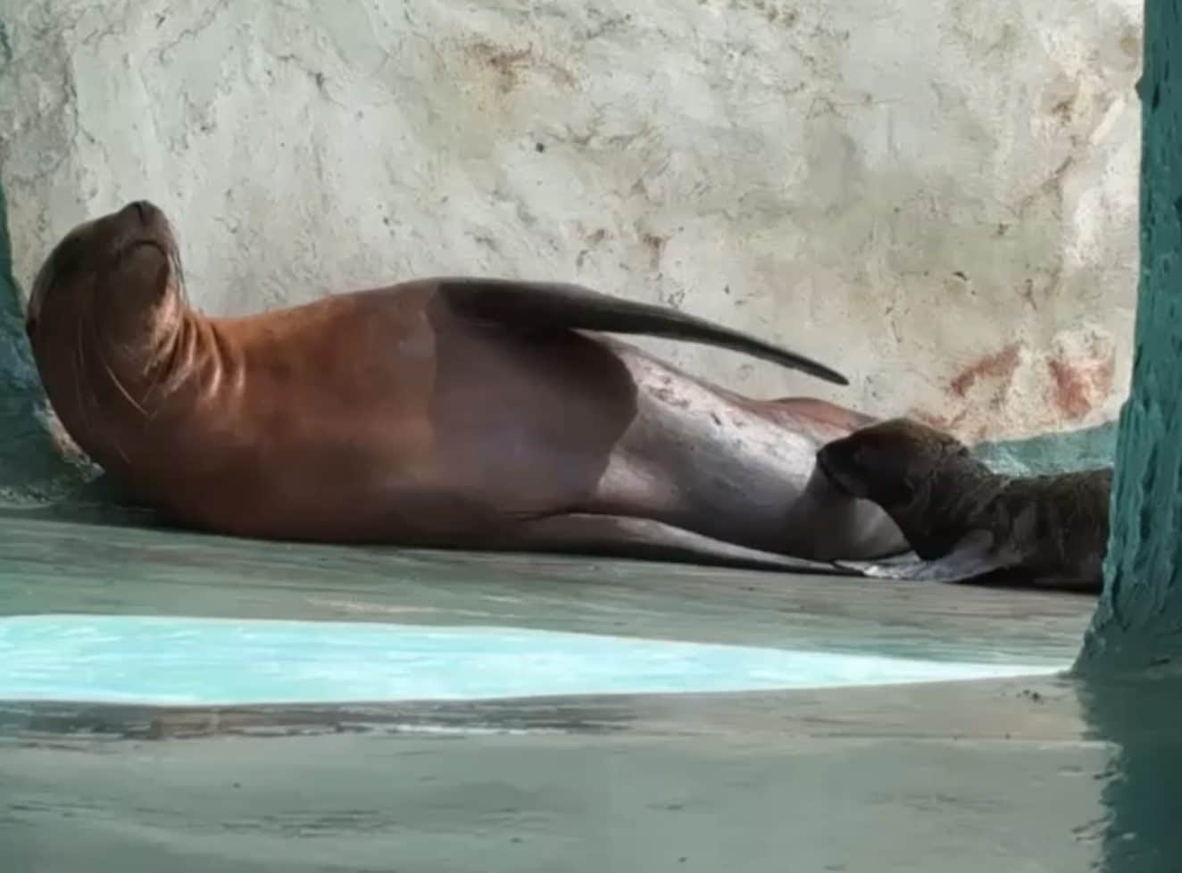 La piccola otaria Nami con mamma Samantha al Bioparco. Foto dalla pagina Facebook del Bioparco.