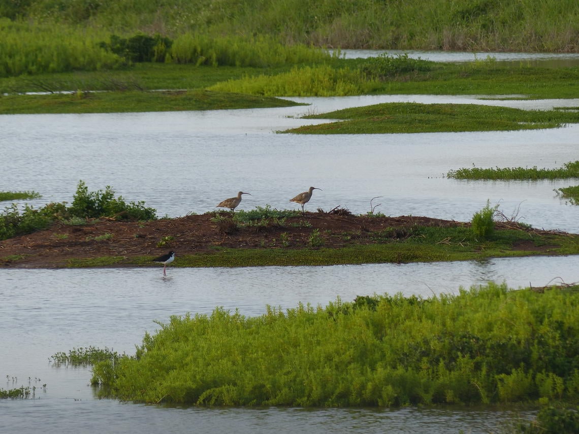 Bristle-thighed Curlews on small island in shallow ponds of the Ki’i Unit of the James Campbell National Wildlife Refuge on Oahu, Hawaii. Photo: Lee Tibbitts , U.S. Geological Survey. Public domain.