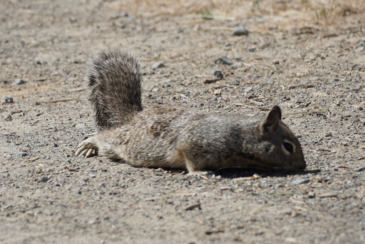 A California ground squirrel lying flat while eating seeds on the ground.