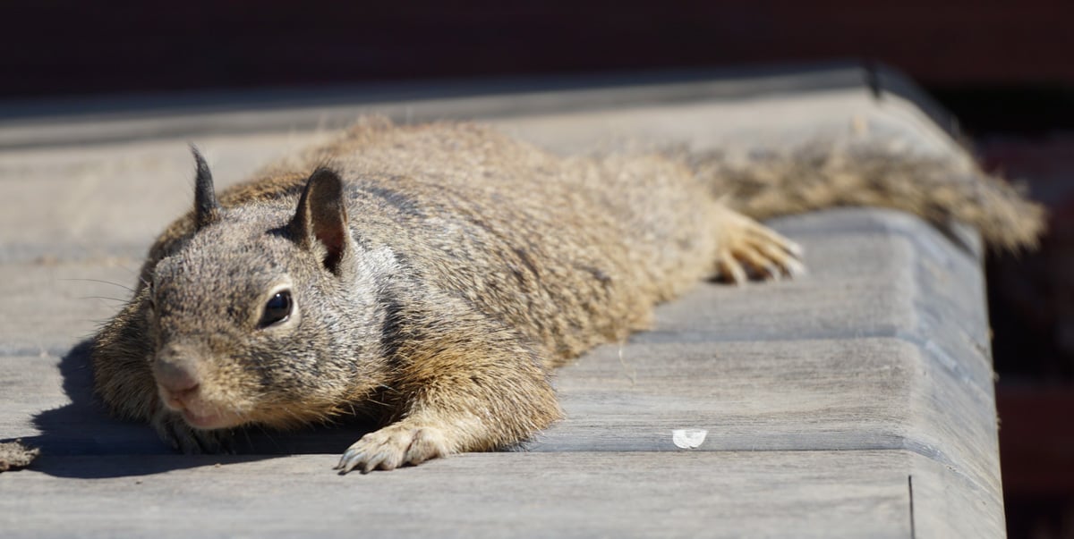 A ground squirrel lying flat on a gray surface.