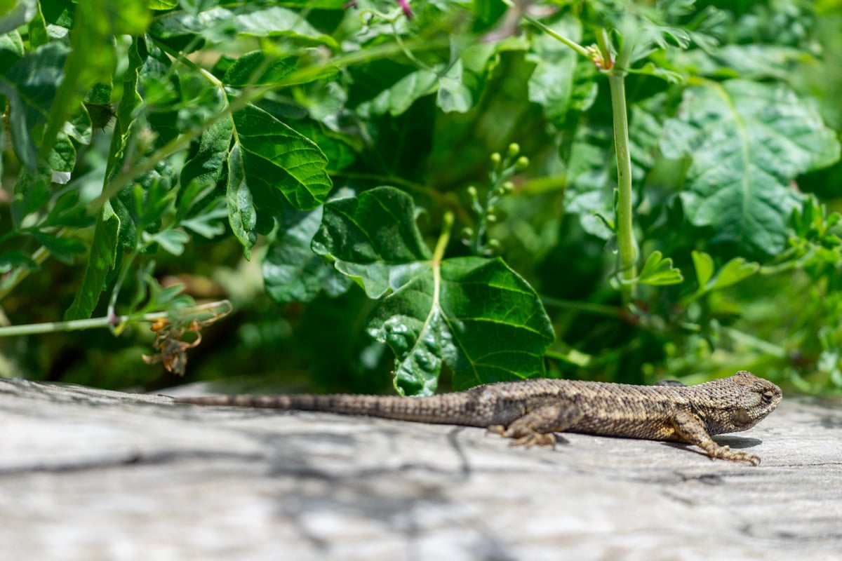 A western fence lizard lying on a rock.