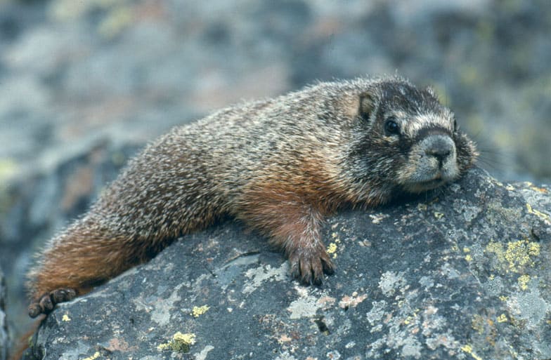 A yellow-bellied marmot, a type of ground squirrel, lies on a rock. Photo: NPS, public domain. 