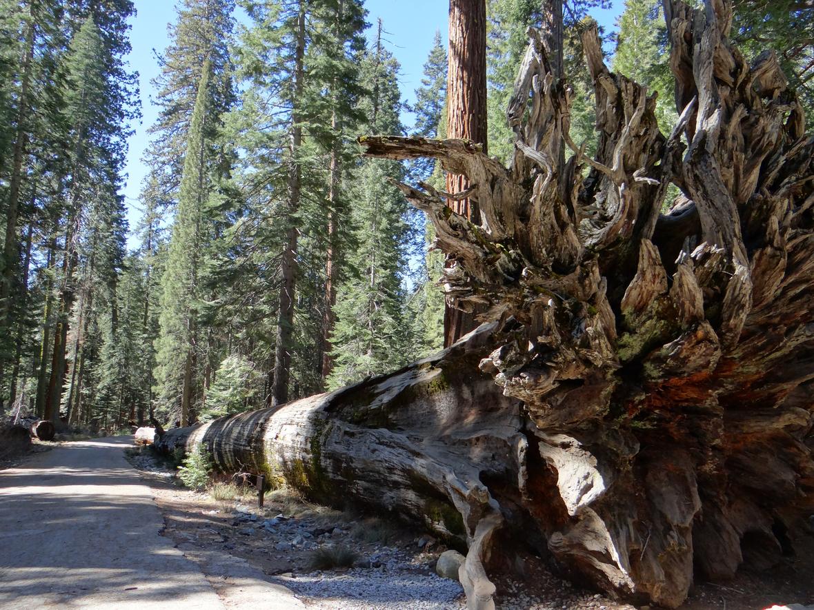 Giant Sequoia tree known as the Fallen Monarch Tree which fell about 300 years ago.