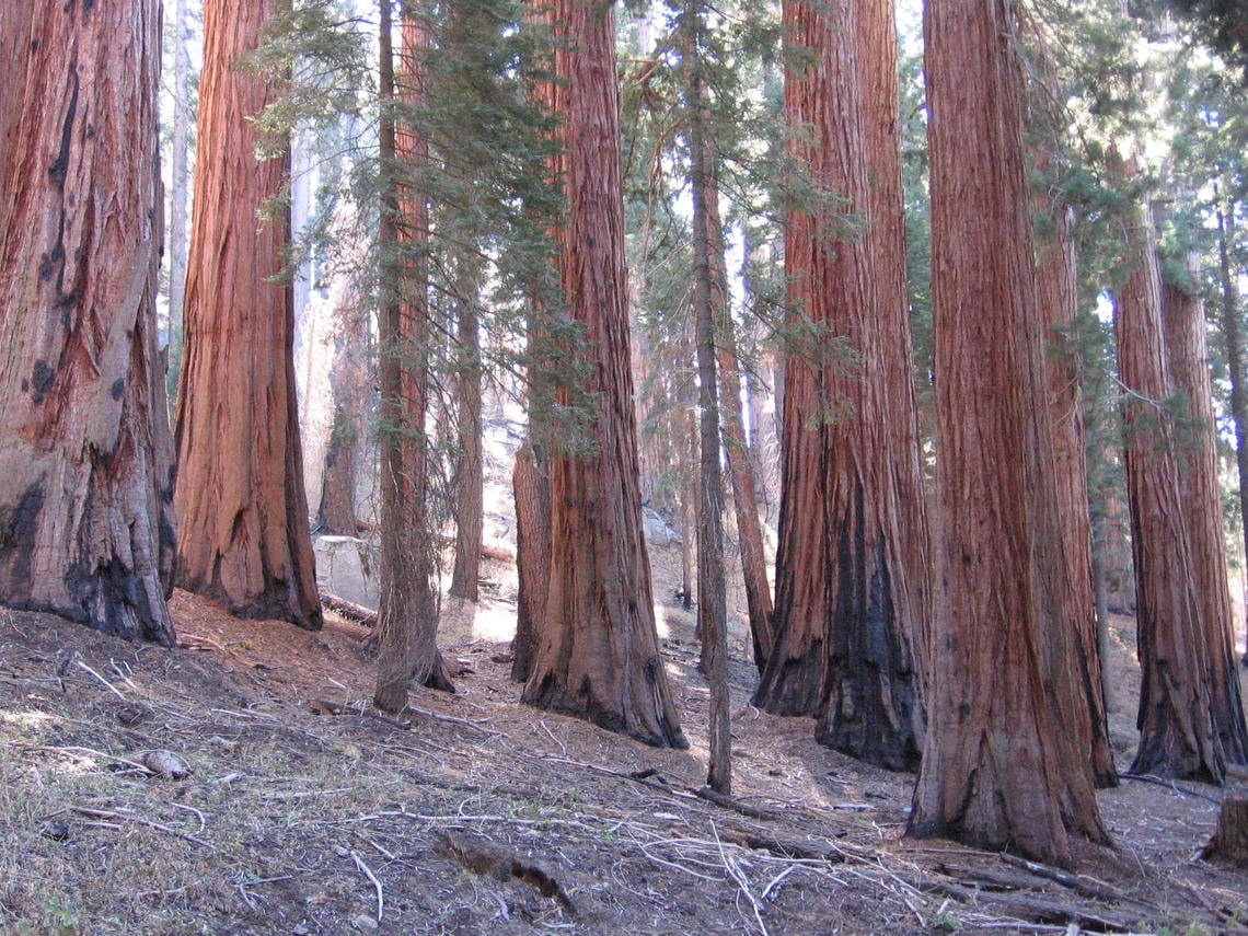 Several giant sequoias on a slope reveal signs of fires that the trees have survived.